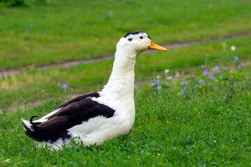 Portrait of a colorful duck on a background of green grass. Domestic waterfowl.
