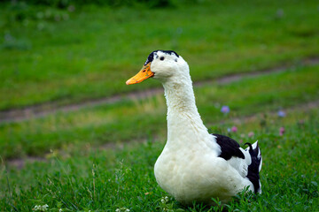 Portrait of a colorful duck on a background of green grass. Domestic waterfowl.
