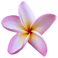 plumeria spa flower pink © slow_takes