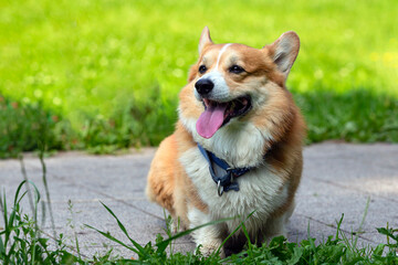 Happy dog Welsh Corgi Pembroke in summer day