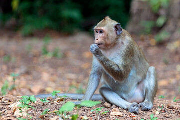 Crab-eating macaque (Macaca fascicularis), also known as the long-tailed macaque in the jungles of Cambodia.