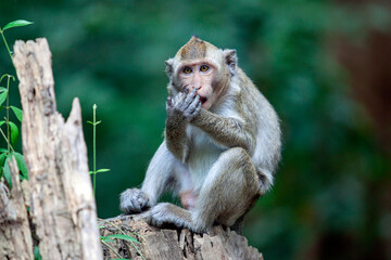 Crab-eating macaque (Macaca fascicularis), also known as the long-tailed macaque in the jungles of Cambodia.