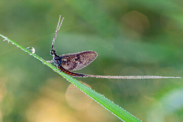 A newly emerged Mayfly ( Ephemera vulgata) perching on a grass stem.