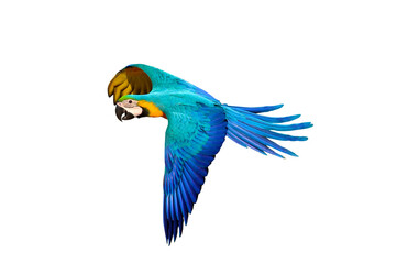Gracefully flying parrot isolated on transparent background png file