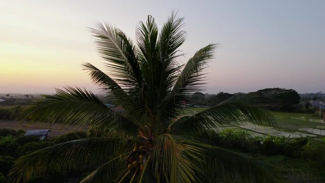 Palm tree during golden hour in the center of the circular movement shoot. Thai field with square lots filled with water in the background. Thailand.