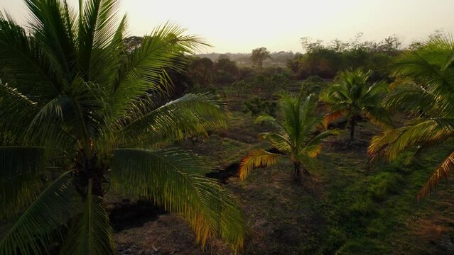Green golden palm trees evenly growing on a field in Thailand during golden hour. Filmed from above in an arc movement showing the sunny horizon at the end. Flair cought in the middle of the shoot.