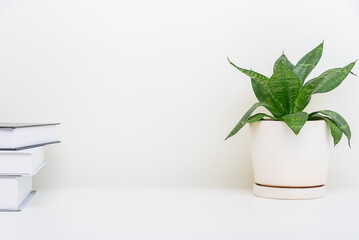 clean image of a large leaf house plant in a gray room on a white background