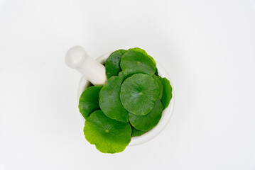 Top view glass beaker containing water and Centella asiatica decorated with erlenmeyer flask and...