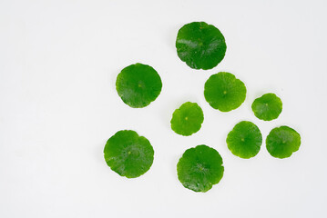 Top view glass beaker containing water and Centella asiatica decorated with erlenmeyer flask and...