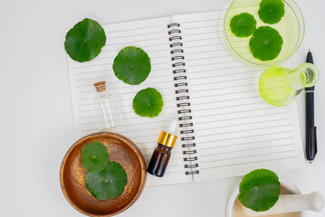 Top view glass beaker containing water and Centella asiatica decorated with erlenmeyer flask and...