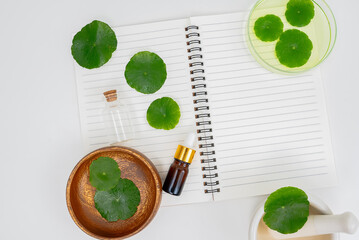 Top view glass beaker containing water and Centella asiatica decorated with erlenmeyer flask and...
