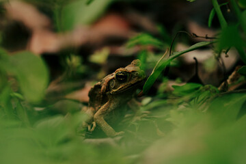 frog in the grass