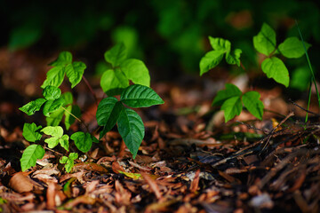 Poison ivy. Stalks of poison ivy plant growing in the garden. Hazard environment. Thickets of toxic plant