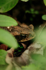 frog in the pond