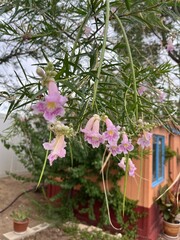 flowers in the garden