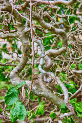 Naklejka na ściany i meble Vertical wall of thickly twisted an gnarly vines with green leaves background stock photo