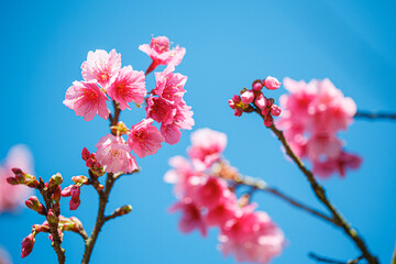 Beautiful Pink Cherry Blossom on nature background, Sakura flower blooming