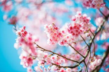 Beautiful Pink Cherry Blossom on nature background, Sakura flower blooming