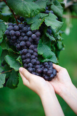 woman hands holding fresh ripe black red grapes fruit on the grapevine