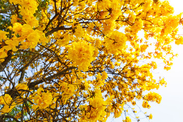Yellow Trumpet flower blooming on the tree Path through a beautiful road, Handroanthus chrysanthus