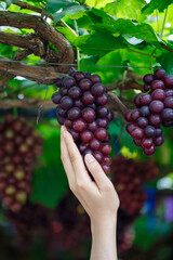woman hands holding fresh ripe red grapes fruit on the grapevine