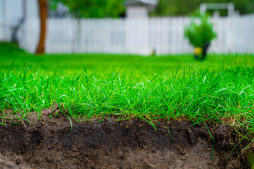 Lawn cut, layers of different soil with grass root system