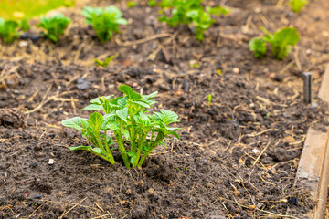 Garden bed with sprouted potatoes close-up. Growing homemade vegetables