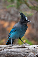 Stellar Jay on a log