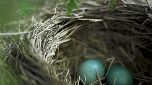 Robin egg nest in tree TILT DOWN 10sec MVI_1495