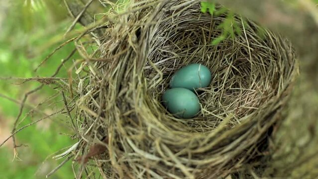 Robin egg nest in tree Dolly in 10sec MVI_1500.