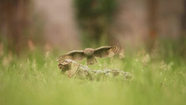 Low static shot of a LIttle Owl swooping in and landing on a small wooden branch in the grassy field, slow motion