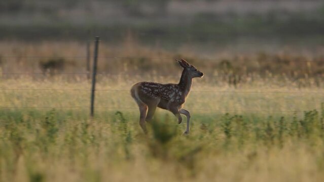 Medium shot of a young fawn running through a golden farm field during the golden hour, slow motion