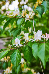 White flowers blooming on Honeysuckle bush, gold and green in leaves, background asset