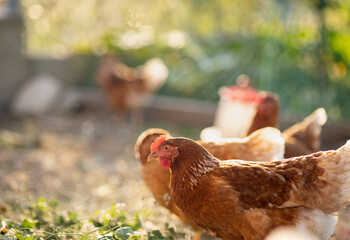 red hens in a paddock