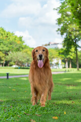 Obraz premium Golden Retriever walks on grass in park