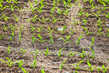 Close up of small budding plants growing in a field of dirt