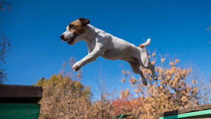 Jack Russell Terrier dog jumping from one wooden bench to another in the dog playground. 