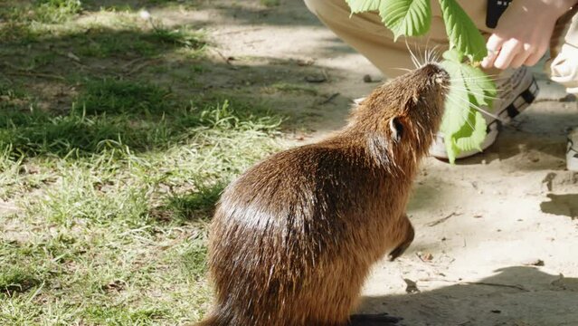 a tourist  feeds leaves to a friendly nutria