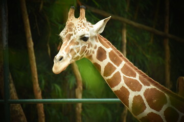 portrait of a giraffe face in zoo 