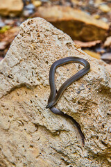 Cute juvenile Rough Earth Snake resting on rock with tail still in crevice of hole