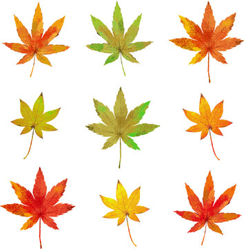 紅葉したもみじの葉の水彩風イラストセット
