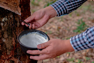 Rubber farmer carefully harvesting the latex from the rubber trees to ensure a bountiful yield.