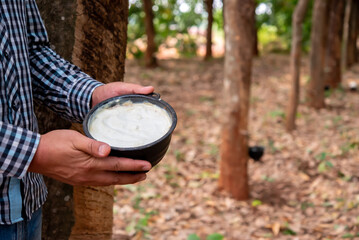 Rubber farmer proudly holds a cup brimming with pure white latex, a testament to his hard work and...