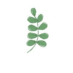 Obraz premium green leaf