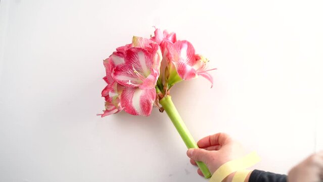 We glue the spring flower with adhesive tape to a white wall. Bright red amarylis flower in hands on a white background