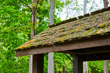 Living roof with moss and lichen growing on tiles under lush green forest trees in summer