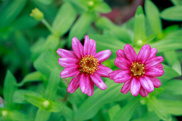 Beautiful pink flower with green leaves