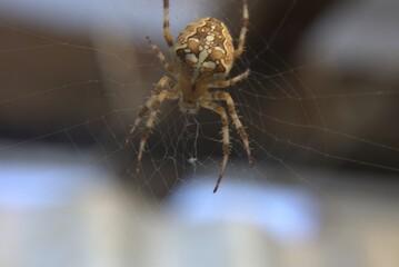 Kreuzspinne