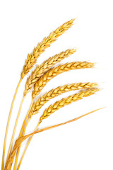 A bunch of ears of wheat on a white background. Ripe yellow wheat.