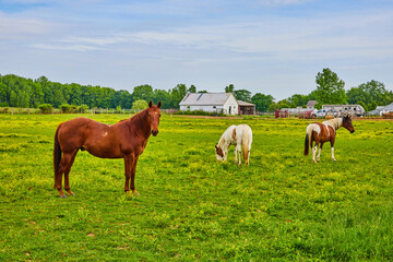 Paint horses and chestnut horse standing in green field near farmhouses and trailer